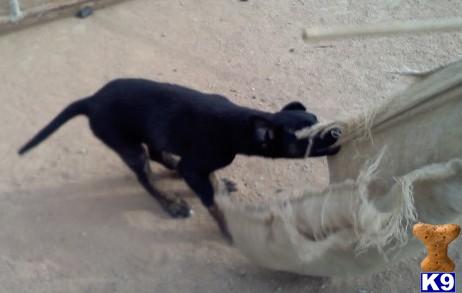 Dutch Shepherd Puppies